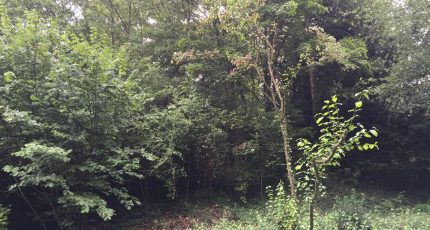 Saint-Germain-en-Laye Terrain à bâtir - 2689725-3611annonce120261025p8T4C.jpeg Berval